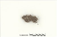 藏品(石地錢屬)的圖片